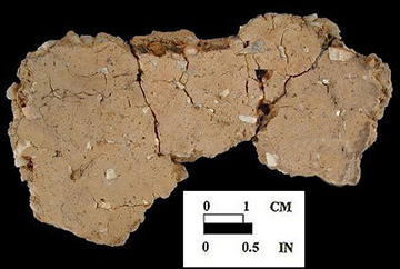 Wolfe Neck interior surface of mended body sherds, from the Wessel site 18CA21/548.